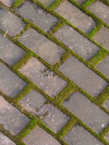 Moss growing in between brick in a path